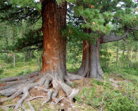 Сибирский кедр - дерево долгожитель до 800 лет